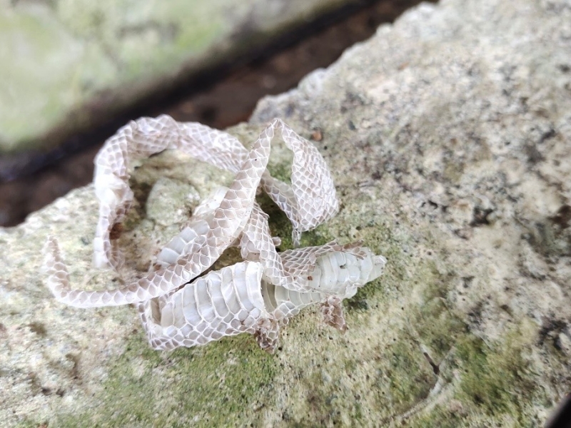 Potensi Hasil Hutan Bukan Kayu Desa Banturejo